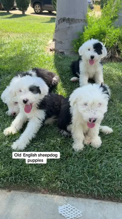 Lucas, a male Old English Sheepdog for sale in Perris, CA – 3 of 7