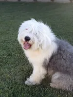 Lucas, a male Old English Sheepdog for sale in Perris, CA – 7 of 8