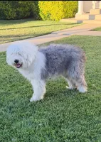 Lucas, a male Old English Sheepdog for sale in Perris, CA – 8 of 8
