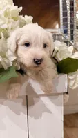 Lucas, a male Old English Sheepdog for sale in Perris, CA – 2 of 7