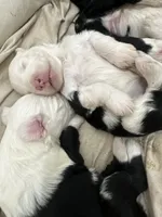 Lucas, a male Old English Sheepdog for sale in Perris, CA – 6 of 7