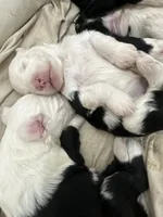 Kingsley, a male Old English Sheepdog for sale in Perris, CA – 3 of 6