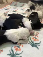 Lucas, a male Old English Sheepdog for sale in Perris, CA – 7 of 7