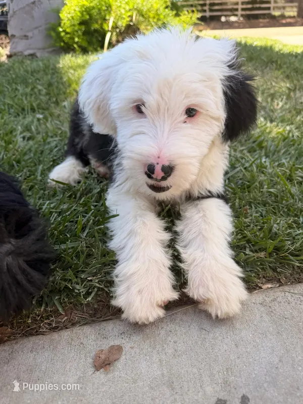 Lucas, a male Old English Sheepdog for sale in Perris, CA – 1 of 7
