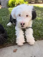 Lucas, a male Old English Sheepdog for sale in Perris, CA – 1 of 7