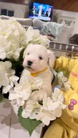 Lucas, a male Old English Sheepdog for sale in Perris, CA – 4 of 7