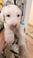 Kingsley, a male Old English Sheepdog for sale in Perris, CA – 2 of 6