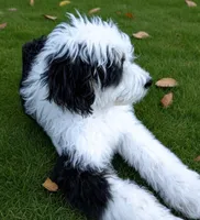 Marley , a male Bernedoodle for sale in Southport, NC – Photo 5 of 7