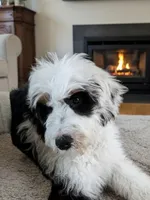 Marley , a male Bernedoodle for sale in Southport, NC – Photo 2 of 7