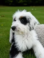 Marley , a male Bernedoodle for sale in Southport, NC – Photo 4 of 7