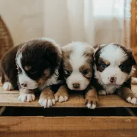 processed/3c72c98d-fb3a-45a4-8025-9f45a86b5f34/facility/4abf84fb-0218-4b62-ae26-7c56b1412b71