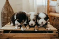 processed/3c72c98d-fb3a-45a4-8025-9f45a86b5f34/facility/4abf84fb-0218-4b62-ae26-7c56b1412b71