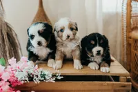 processed/3c72c98d-fb3a-45a4-8025-9f45a86b5f34/facility/96e7936b-1fa1-47c8-b7b3-3ac75627491a