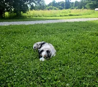 Rex, a male Miniature Australian Shepherd for sale in Lewis, IN – 8 of 9