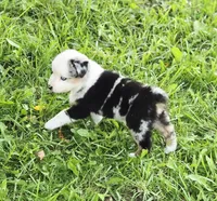 Freedom , a male Miniature Australian Shepherd and Miniature American Shepherd for sale in Lewis, IN – 6 of 10