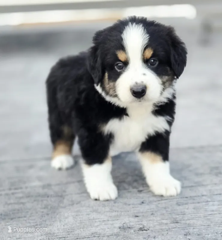 Jack – Australian Shepherd, Miniature Australian Shepherd puppy for sale in Lewis, IN