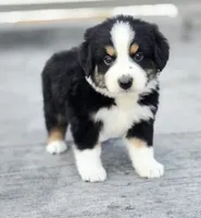 Jack, a male Australian Shepherd and Miniature Australian Shepherd for sale in Lewis, IN – 1 of 9