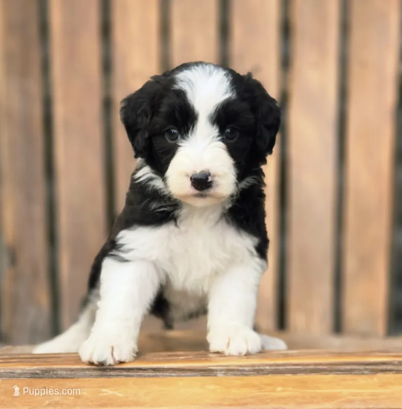 Dove – Aussiedoodle, Poodle - Multi-Colored Standard puppy for sale in Lewis, IN