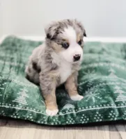 Vixen, a male Miniature Australian Shepherd for sale in Lewis, IN – Photo 5 of 10