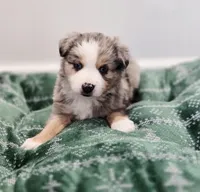 Vixen, a male Miniature Australian Shepherd for sale in Lewis, IN – Photo 6 of 10