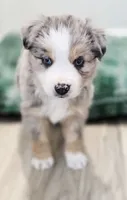 Vixen, a male Miniature Australian Shepherd for sale in Lewis, IN – Photo 4 of 10