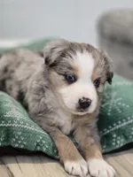 Vixen, a male Miniature Australian Shepherd for sale in Lewis, IN – Photo 8 of 10