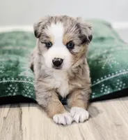 Vixen, a male Miniature Australian Shepherd for sale in Lewis, IN – Photo 1 of 10