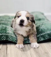 Vixen, a male Miniature Australian Shepherd for sale in Lewis, IN – Photo 7 of 10