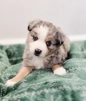 Vixen, a male Miniature Australian Shepherd for sale in Lewis, IN – Photo 3 of 10