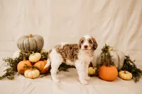 Ghost , a male Aussiedoodle and Poodle - Multi-Colored Standard for sale in Lewis, IN – 5 of 6
