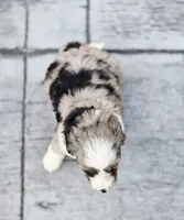 Rolo, a male Aussiedoodle and Poodle - Multi-Colored Standard for sale in Lewis, IN – 3 of 10