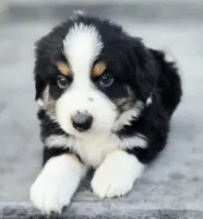 Jack, a male Australian Shepherd and Miniature Australian Shepherd for sale in Lewis, IN – 2 of 9