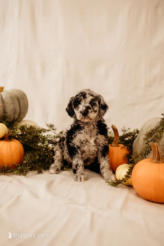 Raven – Aussiedoodle, Poodle - Multi-Colored Standard puppy for sale in Lewis, IN