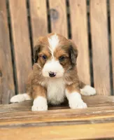 Heath, a male Aussiedoodle and Poodle - Multi-Colored Standard for sale in Lewis, IN – 3 of 9