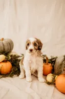 Ghost , a male Aussiedoodle and Poodle - Multi-Colored Standard for sale in Lewis, IN – 3 of 6