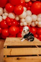Freedom , a male Miniature Australian Shepherd and Miniature American Shepherd for sale in Lewis, IN – 2 of 9