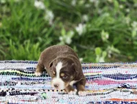 Rowan , a male Australian Shepherd and Miniature Australian Shepherd for sale in Lewis, IN – Photo 6 of 10