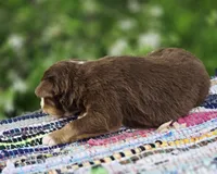Rowan , a male Australian Shepherd and Miniature Australian Shepherd for sale in Lewis, IN – Photo 5 of 10