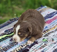 Rowan , a male Australian Shepherd and Miniature Australian Shepherd for sale in Lewis, IN – Photo 2 of 10