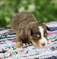 Rowan , a male Australian Shepherd and Miniature Australian Shepherd for sale in Lewis, IN – Photo 7 of 10