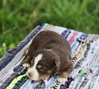 Rowan , a male Australian Shepherd and Miniature Australian Shepherd for sale in Lewis, IN – Photo 3 of 10