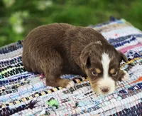 Rowan , a male Australian Shepherd and Miniature Australian Shepherd for sale in Lewis, IN – Photo 9 of 10