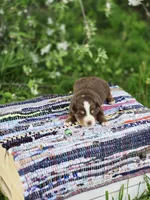 Rowan , a male Australian Shepherd and Miniature Australian Shepherd for sale in Lewis, IN – Photo 10 of 10