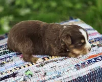 Rowan , a male Australian Shepherd and Miniature Australian Shepherd for sale in Lewis, IN – Photo 4 of 10