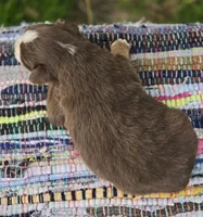 Rowan , a male Australian Shepherd and Miniature Australian Shepherd for sale in Lewis, IN – Photo 8 of 10