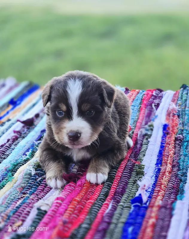 Rowan  – Australian Shepherd, Miniature Australian Shepherd puppy for sale in Lewis, IN