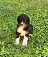 Snickers , a male Aussiedoodle and Poodle - Multi-Colored Standard for sale in Lewis, IN – 8 of 10