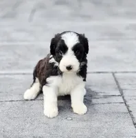 Dove, a female Aussiedoodle and Poodle - Multi-Colored Standard for sale in Lewis, IN – 9 of 9