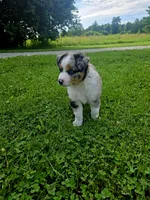 Rex, a male Miniature Australian Shepherd for sale in Lewis, IN – 9 of 9