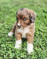 Reese , a male Aussiedoodle and Poodle - Multi-Colored Standard for sale in Lewis, IN – 4 of 10